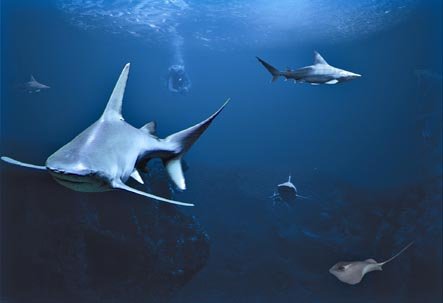 Les requins dans le grand bassin de l'aquarium de la Rochelle ©